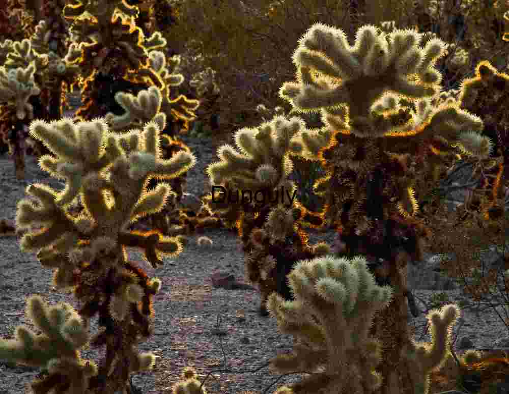 Radiant Spines: Cholla Cacti Cluster in Desert Light