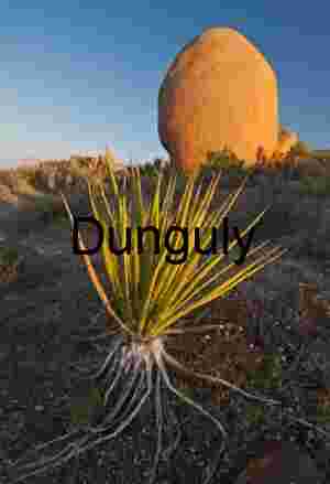 Desert Contrast: Spiky Agave and Sunlit Boulder in Arid Terrain