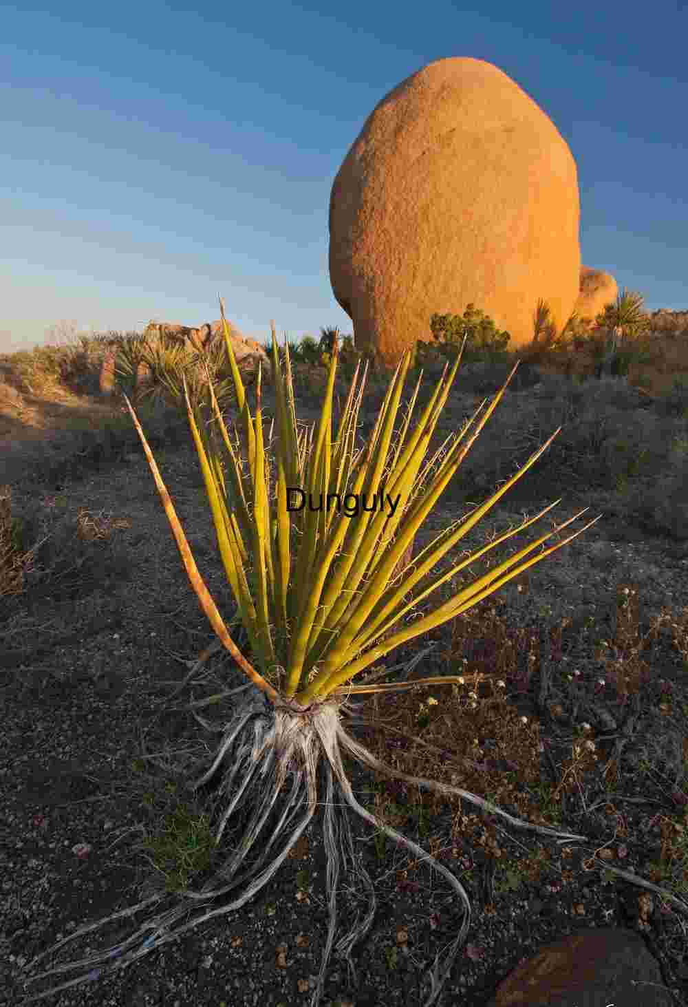Desert Contrast: Spiky Agave and Sunlit Boulder in Arid Terrain