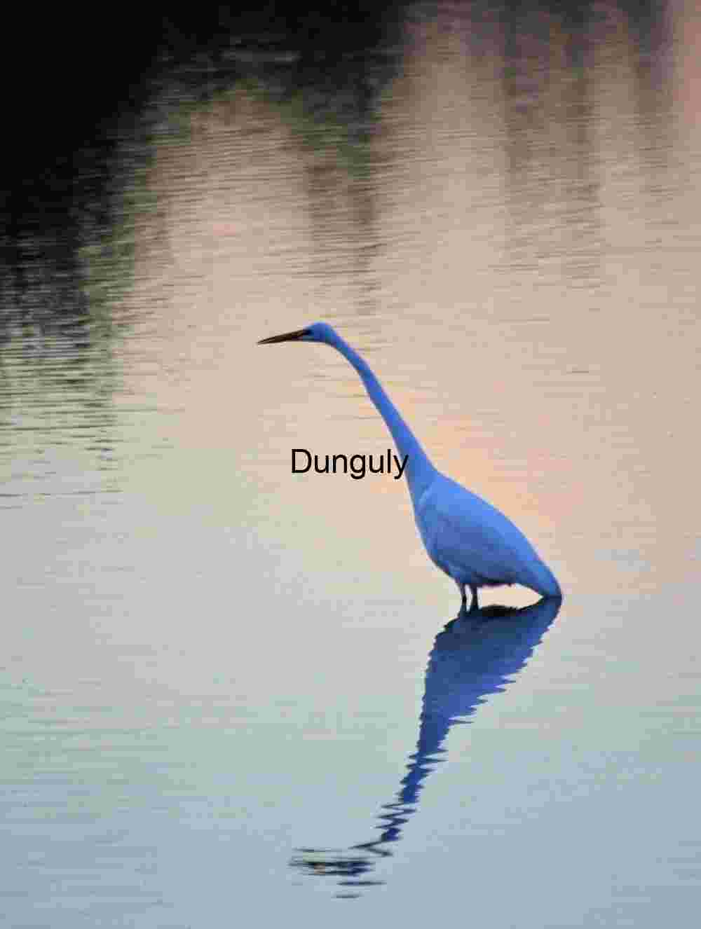 Solitary White Heron at Sunrise Reflecting in Tranquil Waters