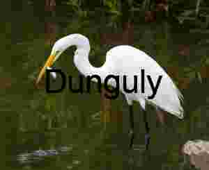 Great Egret Catching Fish in Shallow Water