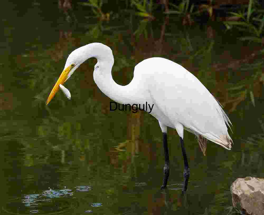 Great Egret Catching Fish in Shallow Water