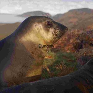 Resting Giant: Northern Elephant Seal in Coastal Light