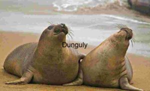 Bonded Giants: Elephant Seals in Coastal Embrace