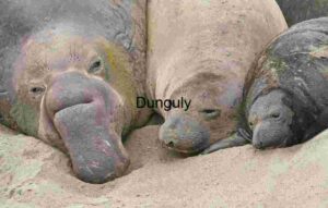 Coastal Kinship: Elephant Seal Family at Rest