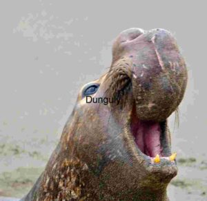 Dominance Display: Male Elephant Seal in Full Roar