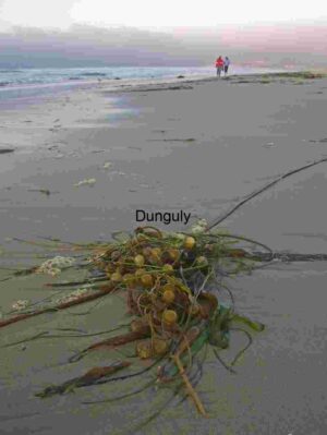 Kelp and Footsteps: Coastal Life in Motion