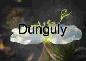 White Desert Bloom with Yellow Stamens in Sandy Terrain