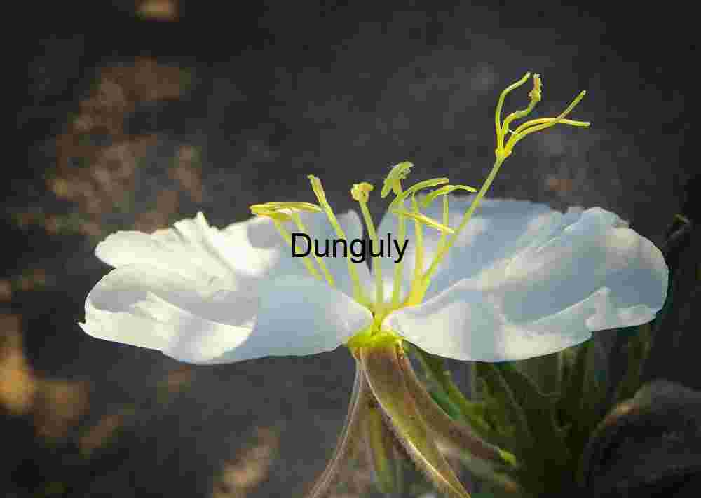 White Desert Bloom with Yellow Stamens in Sandy Terrain