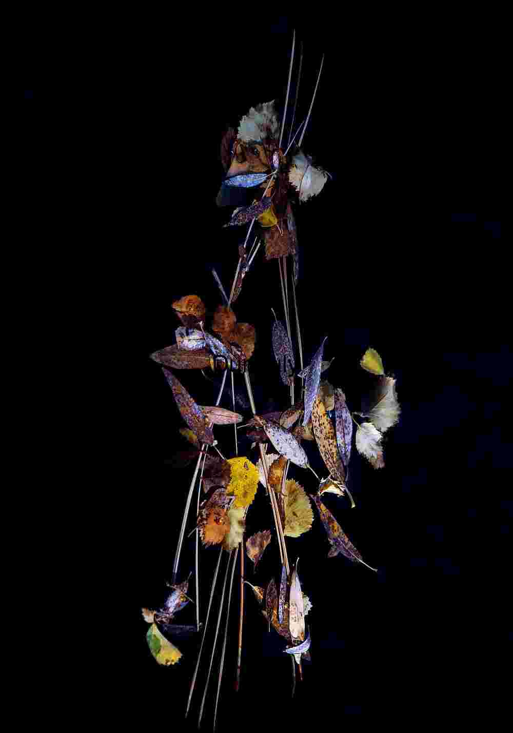 Dried Autumn Leaves and Twigs on Black – Organic Nature Composition
