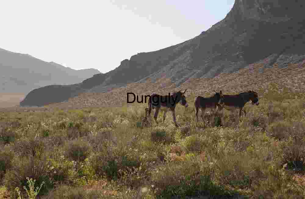 Desert Drifters: Donkeys in the Wild Frontier