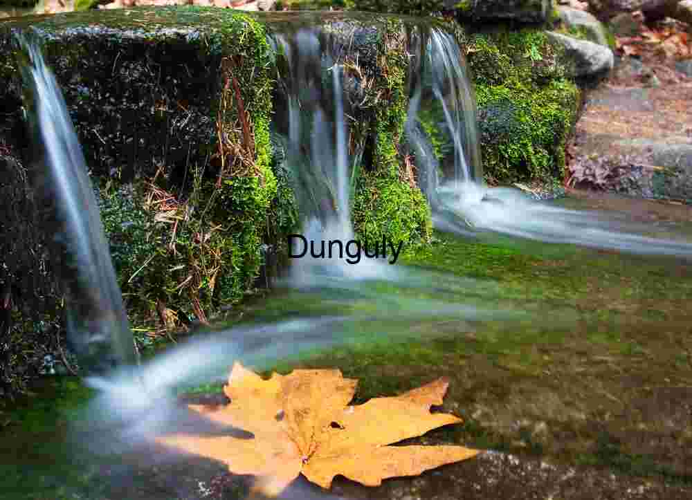 Fern Spring Yosemite: Autumn Leaf, Moss, and Flowing Water