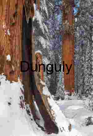 Fire-Scarred Sequoia in Snow – Winter Forest Scene