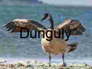 Wingspan Moment: Canada Goose on Lakeshore Display