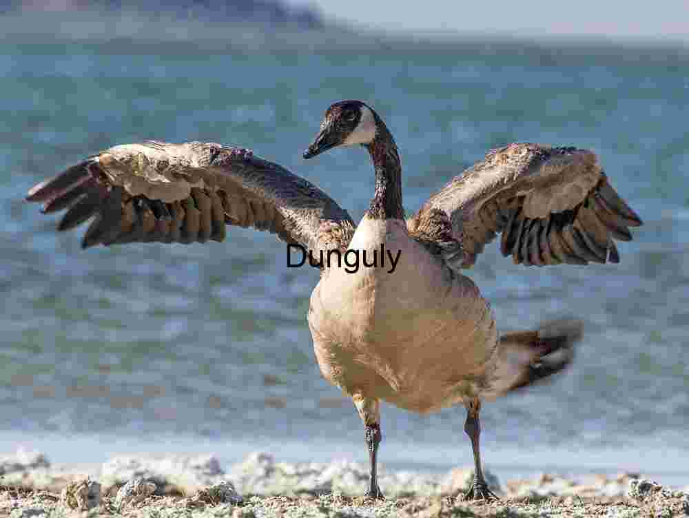 Wingspan Moment: Canada Goose on Lakeshore Display