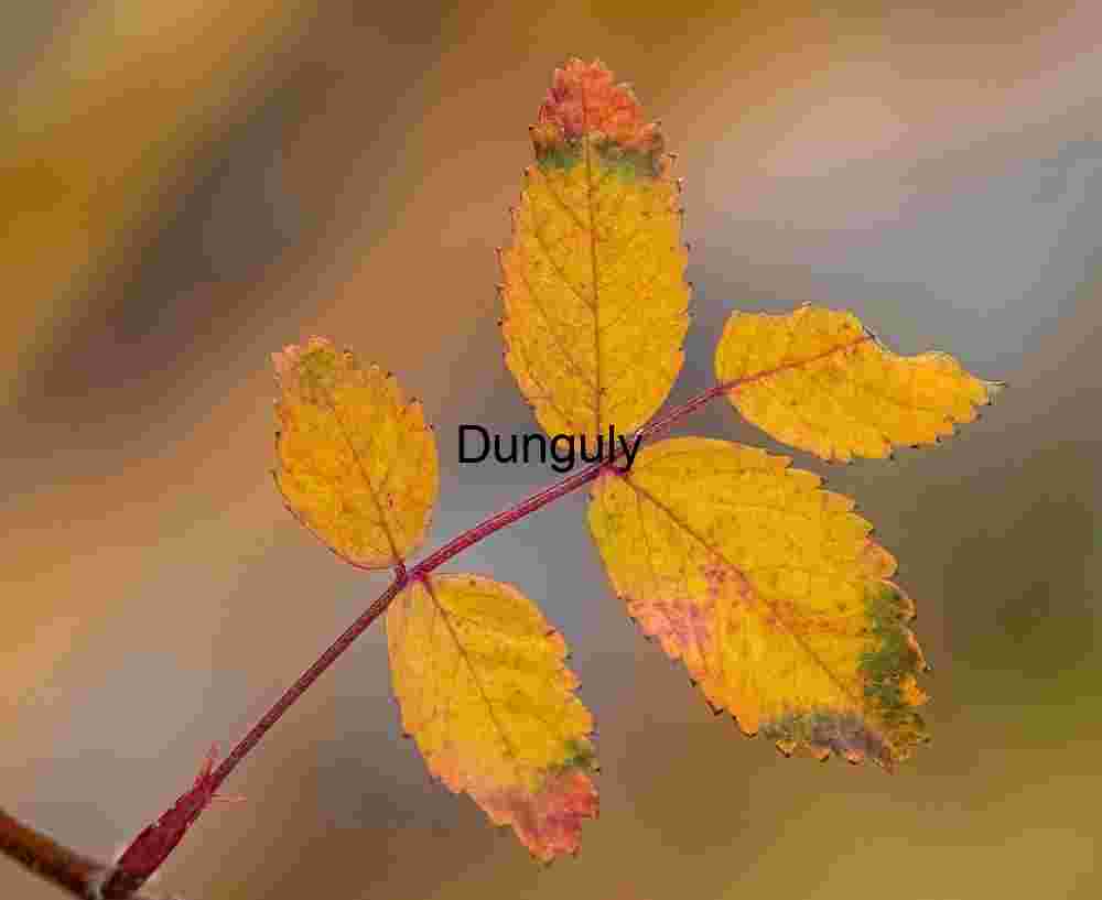 Autumn Compound Leaf Close‑Up – Vibrant Seasonal Foliage in Yellow, Red, and Green