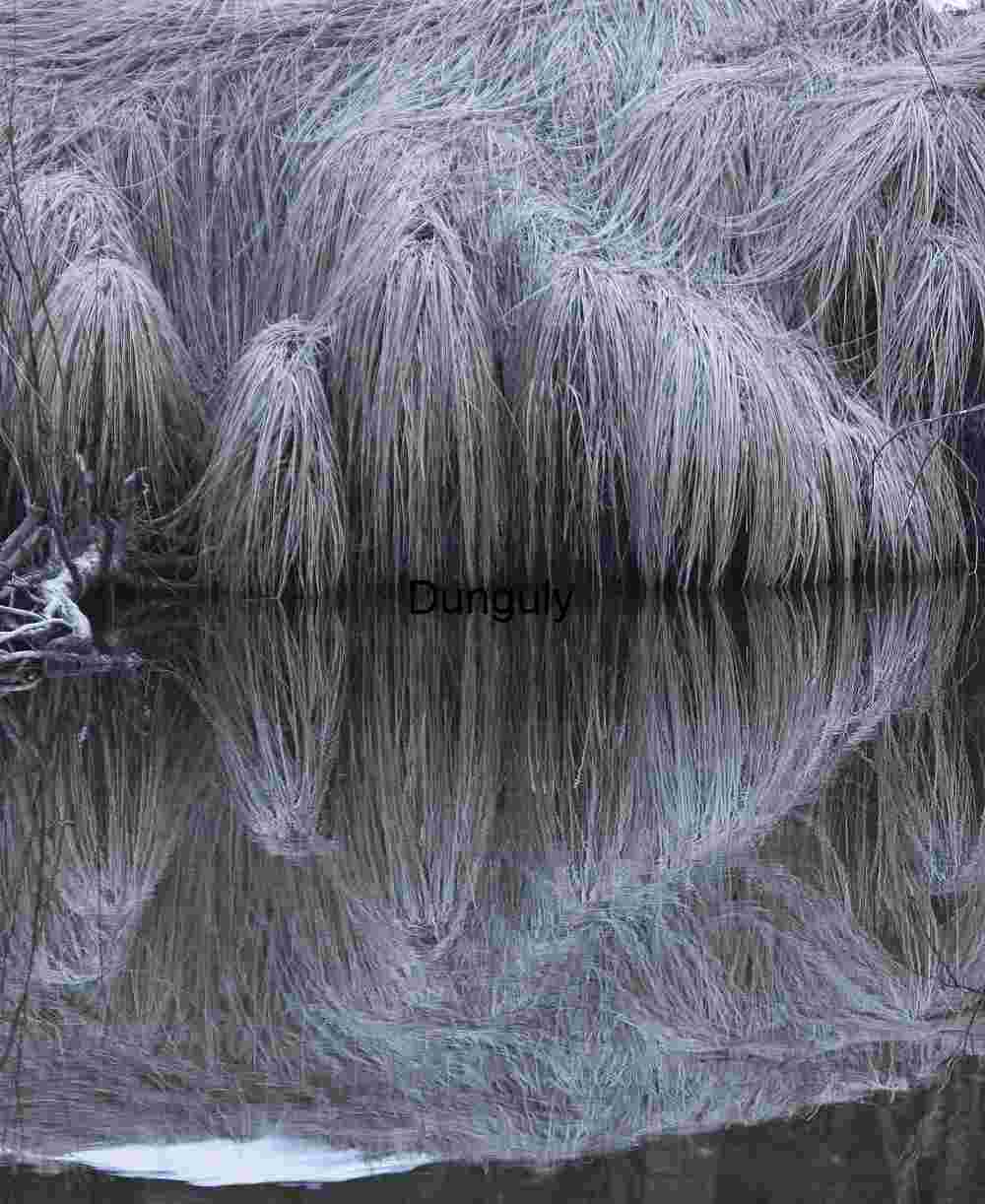 Frosted Winter Grass: Merced River Reflection and Texture