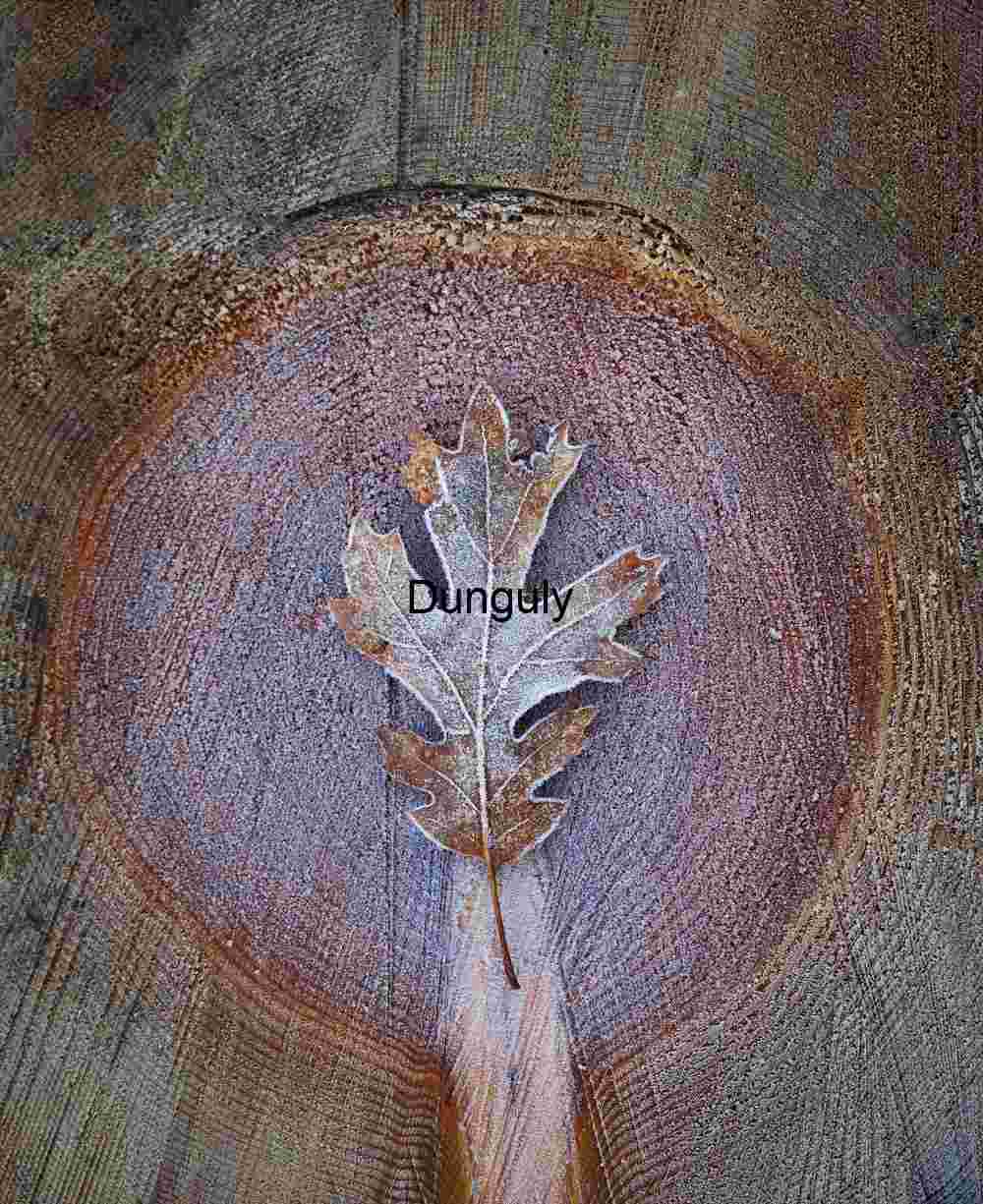 Frosted Oak Leaf: Focus on Tree Rings and Winter Texture