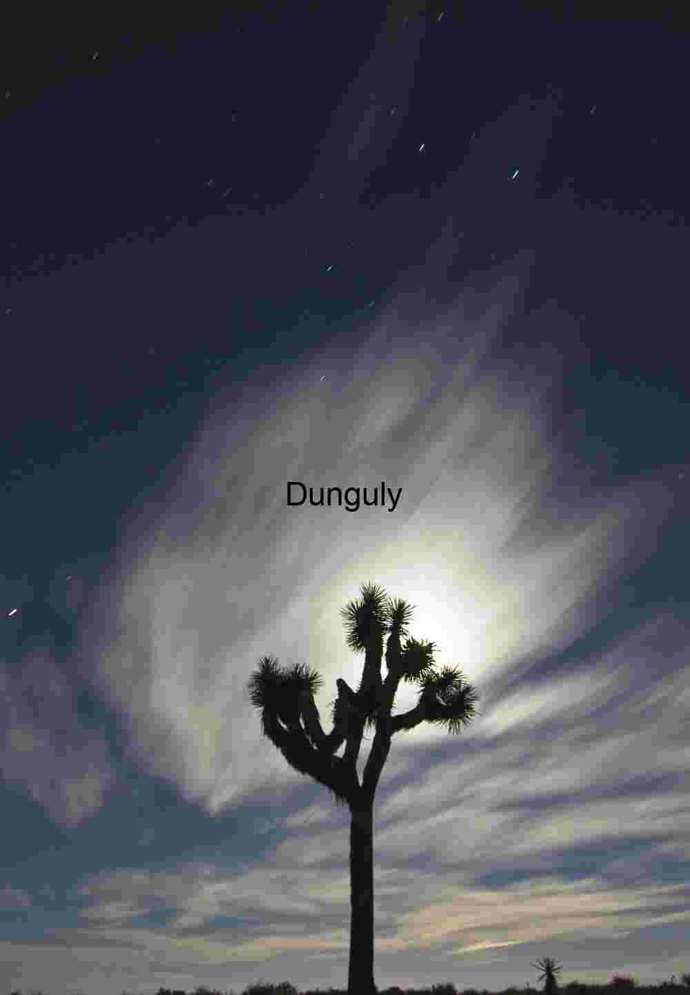 Lunar Halo: Joshua Tree Silhouette Beneath a Streaked Night Sky