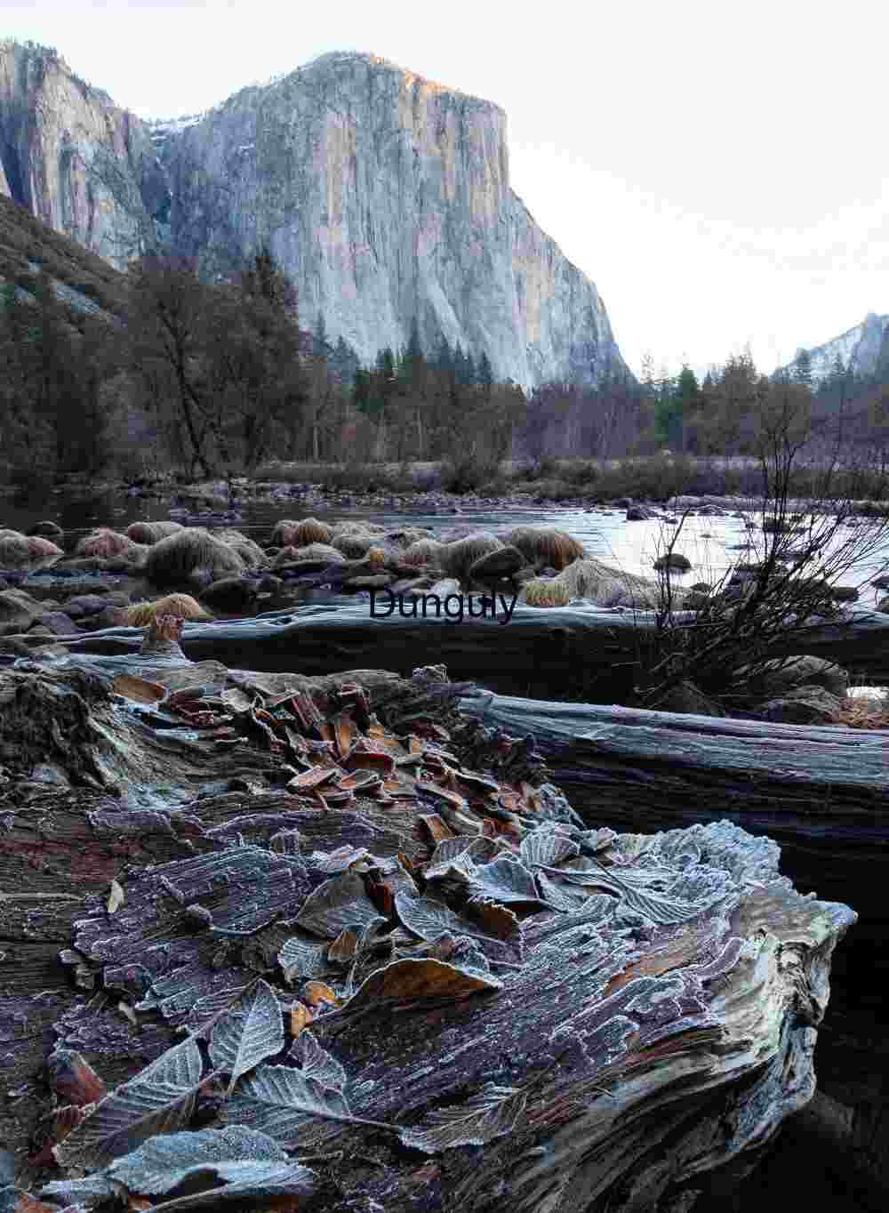 Winter Gates of the Valley: Frosted Wood and El Capitan