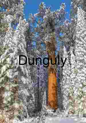 General Grant Tree in Winter – Kings Canyon National Park