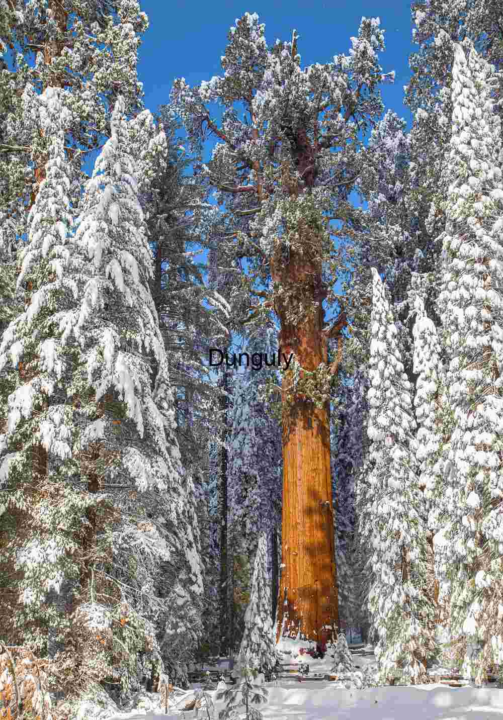General Grant Tree in Winter – Kings Canyon National Park