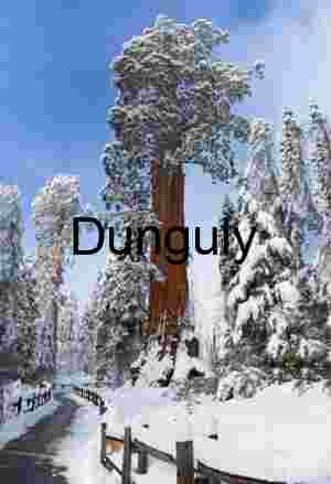Snow-Covered Sequoia in Majestic Winter Forest