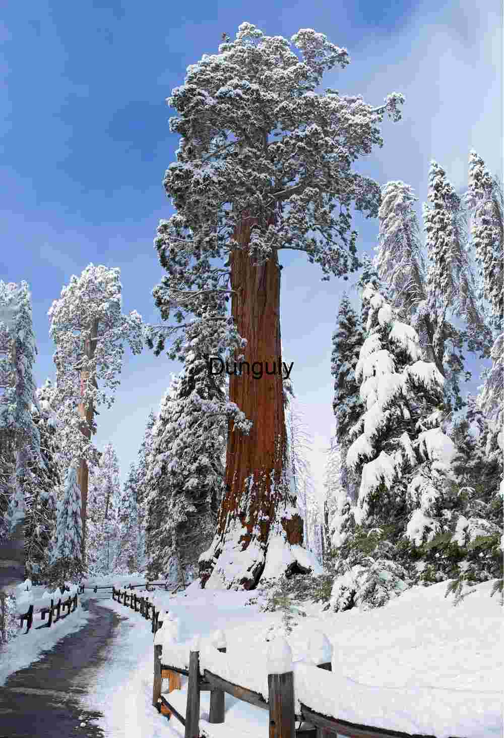 Snow-Covered Sequoia in Majestic Winter Forest