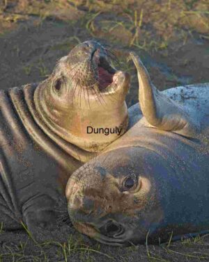 Playful Pair: Young Elephant Seals on Coastal Sand