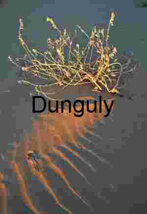 Shadowroot: Desert Shrub in Golden Silence