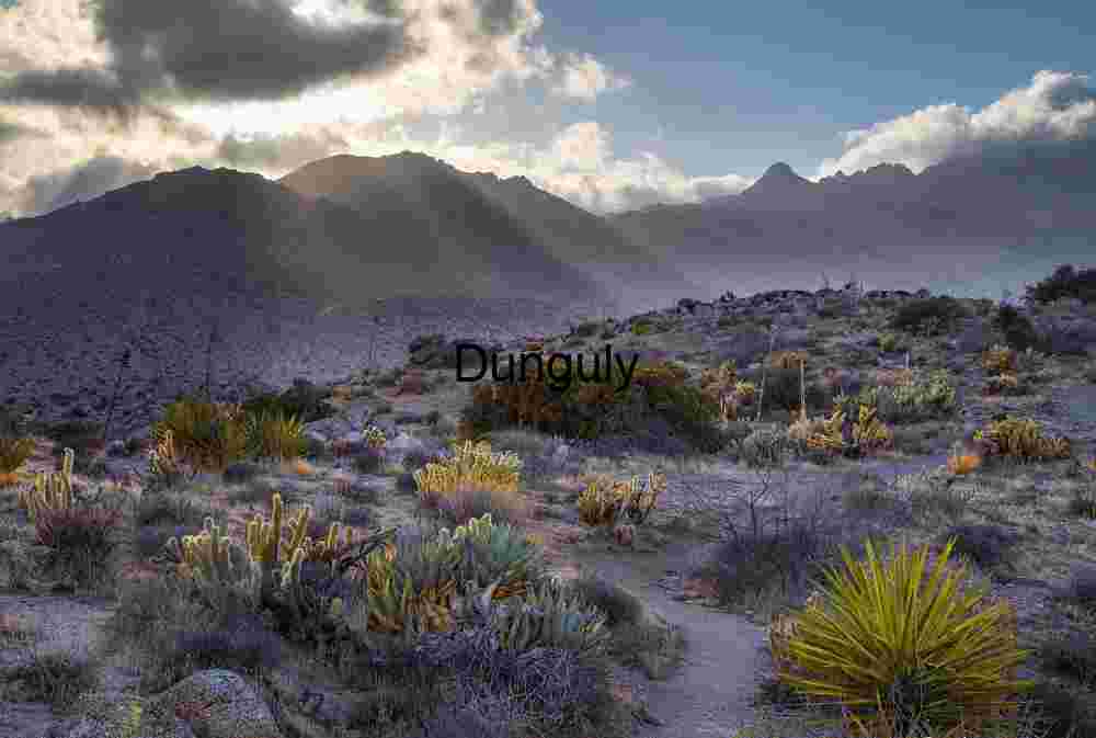 Sunbeams Over Misty Desert Mountains with Cacti and Rocky Path