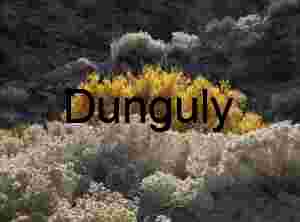 Yellow Bushes and Shrubs in Arid Landscape