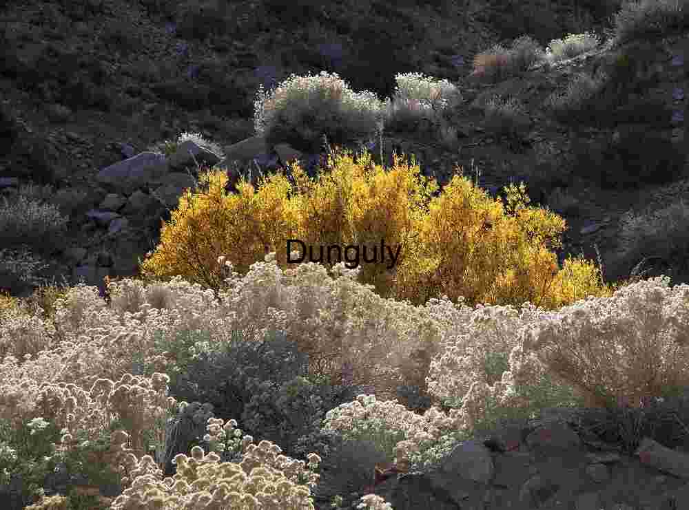 Yellow Bushes and Shrubs in Arid Landscape