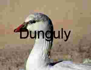Close‑Up Portrait of a White Goose with Red Beak