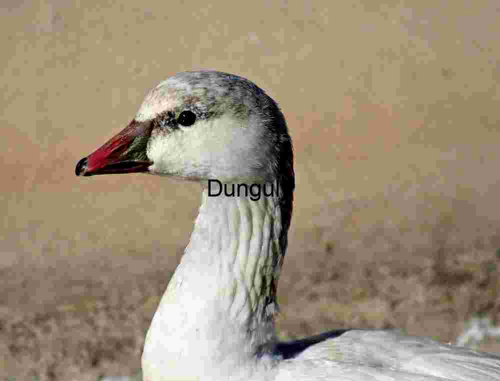Close‑Up Portrait of a White Goose with Red Beak