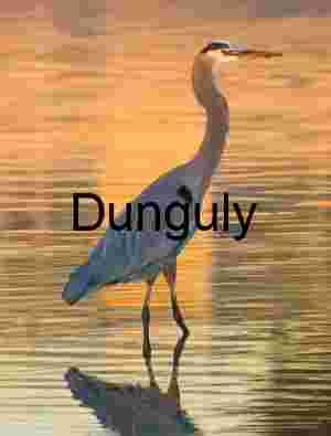 Great Blue Heron Standing in Shallow Water at Sunset