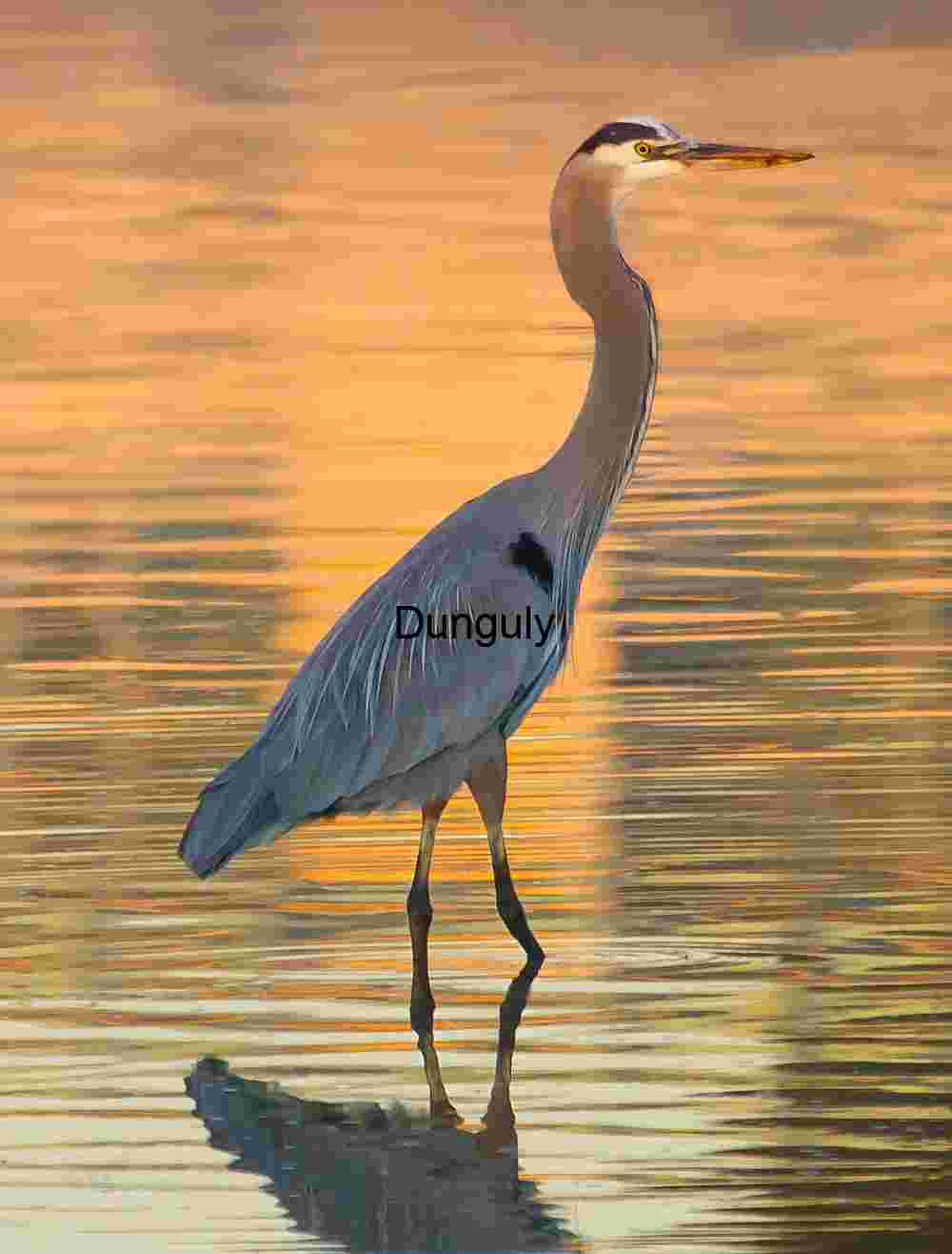 Great Blue Heron Standing in Shallow Water at Sunset