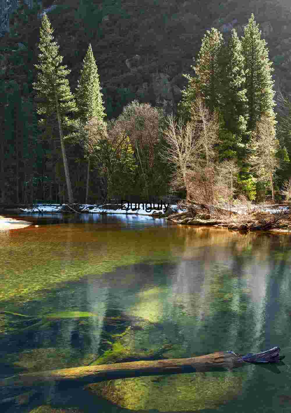 Luminous Merced River: Green Water Light, Log, and Pines