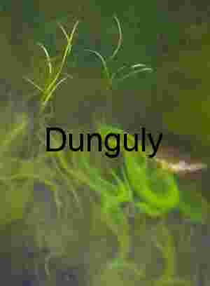 Submerged Motion: Swirling Algae and Aquatic Flora in Freshwater Depths