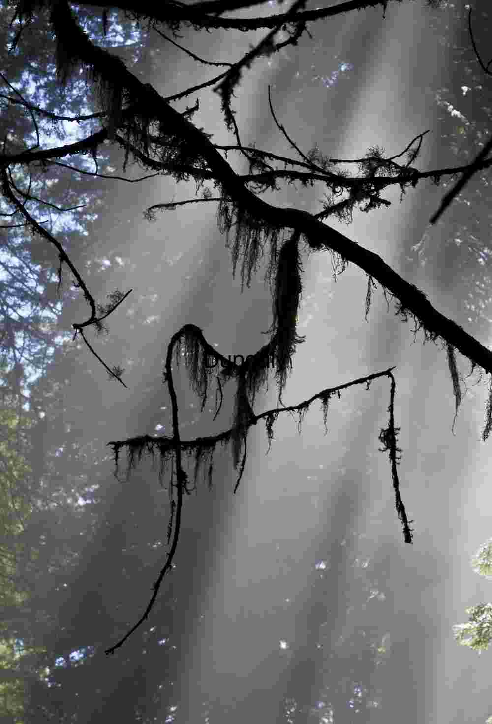 Authentic Nature, Wildlife & Conceptual Photography for Stock & Editorial Licensing