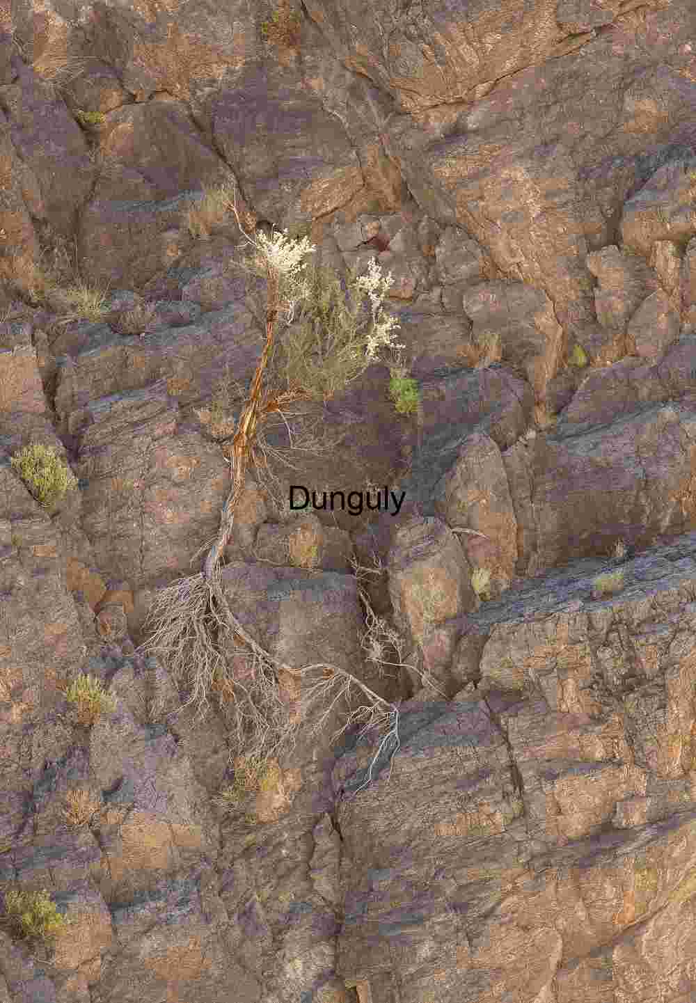 Hanging On: Resilient Growth in Titus Canyon, Death Valley