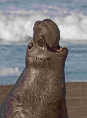 Dominant Male Elephant Seal Roaring on Coastal Beach