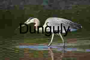 Solitude Reflected: Heron in Golden Waters