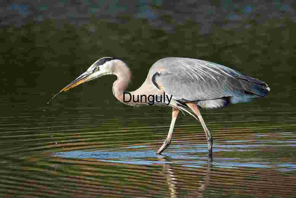 Solitude Reflected: Heron in Golden Waters