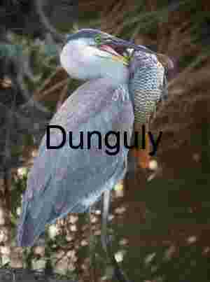 Great Blue Heron with Fresh Catch in Wetland Habitat