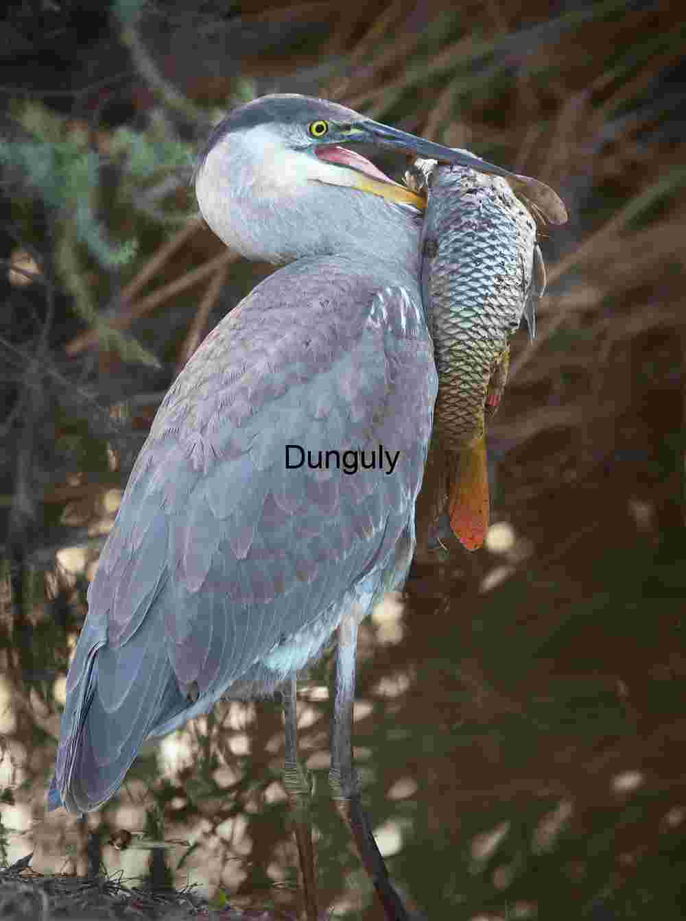 Great Blue Heron with Fresh Catch in Wetland Habitat
