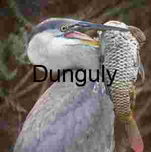 Heron Holding Large Fish in Beak, Marsh Reflections