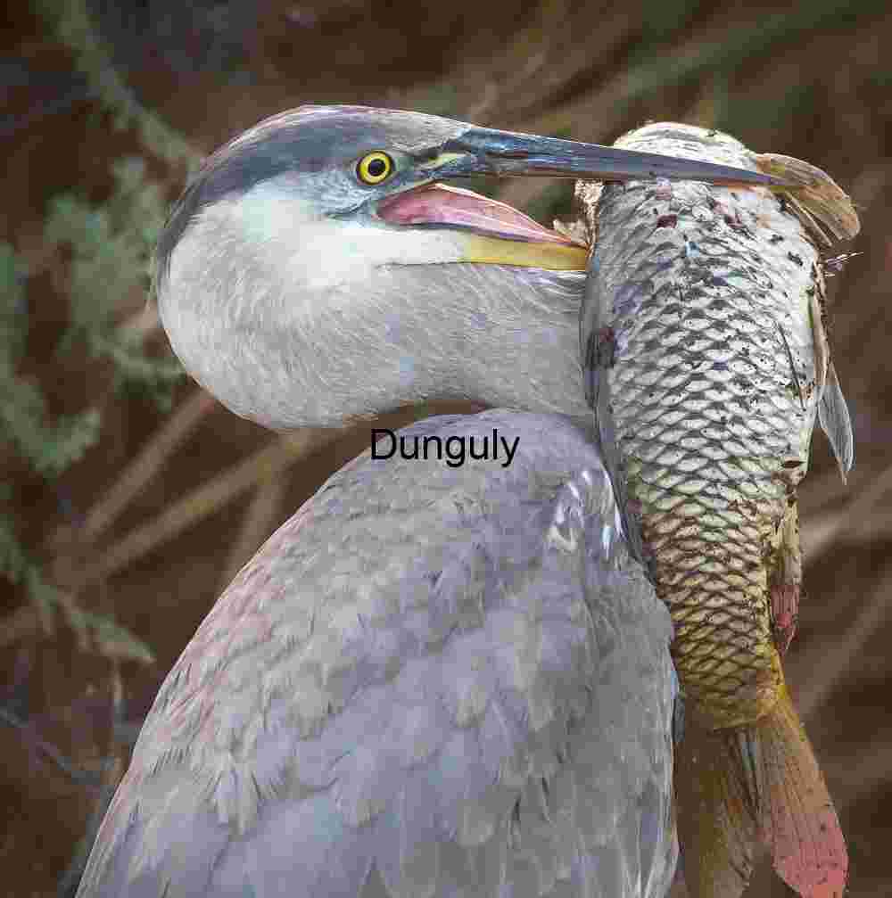 Heron Holding Large Fish in Beak, Marsh Reflections