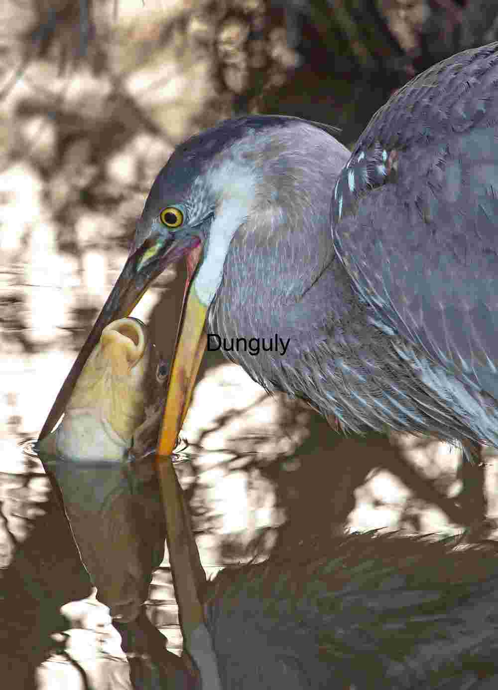 Nature’s Drama: Predator and Prey in Still Reflections