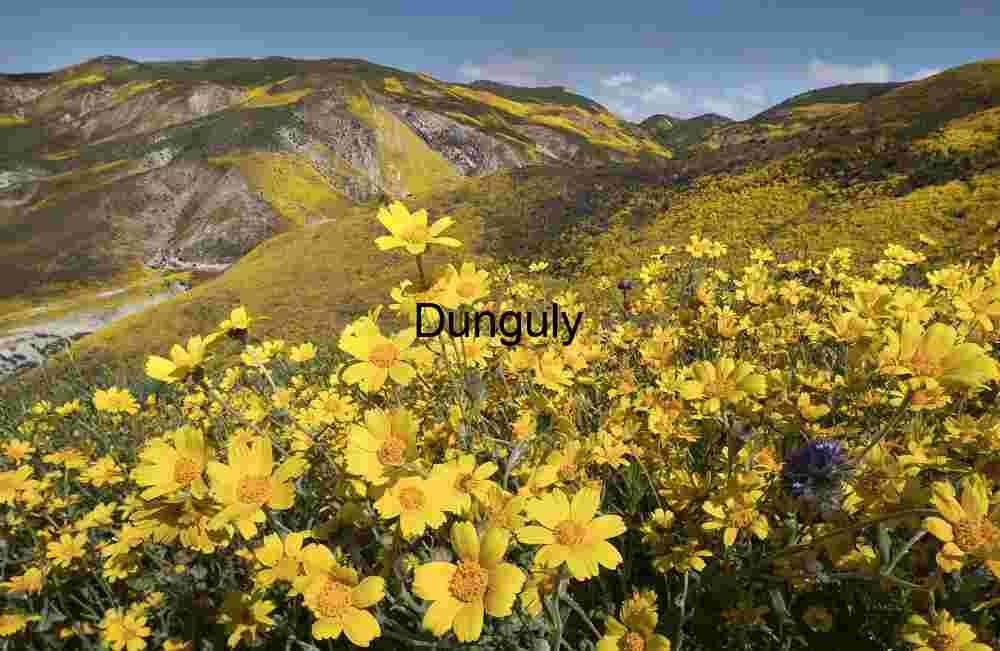 Hillside Daisies in Bloom – Temblor Range, Carrizo Plain National Monument